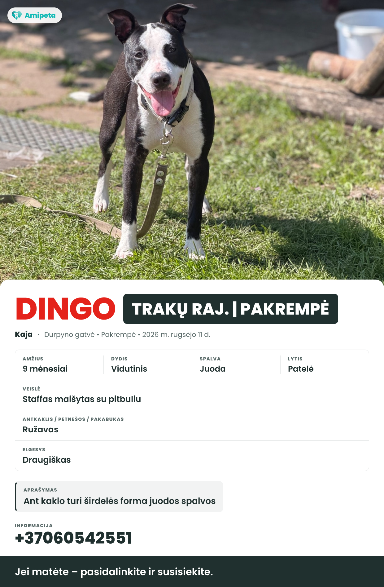 Dingęs augintinis: Kaja – Trakų raj. | Pakrempė
