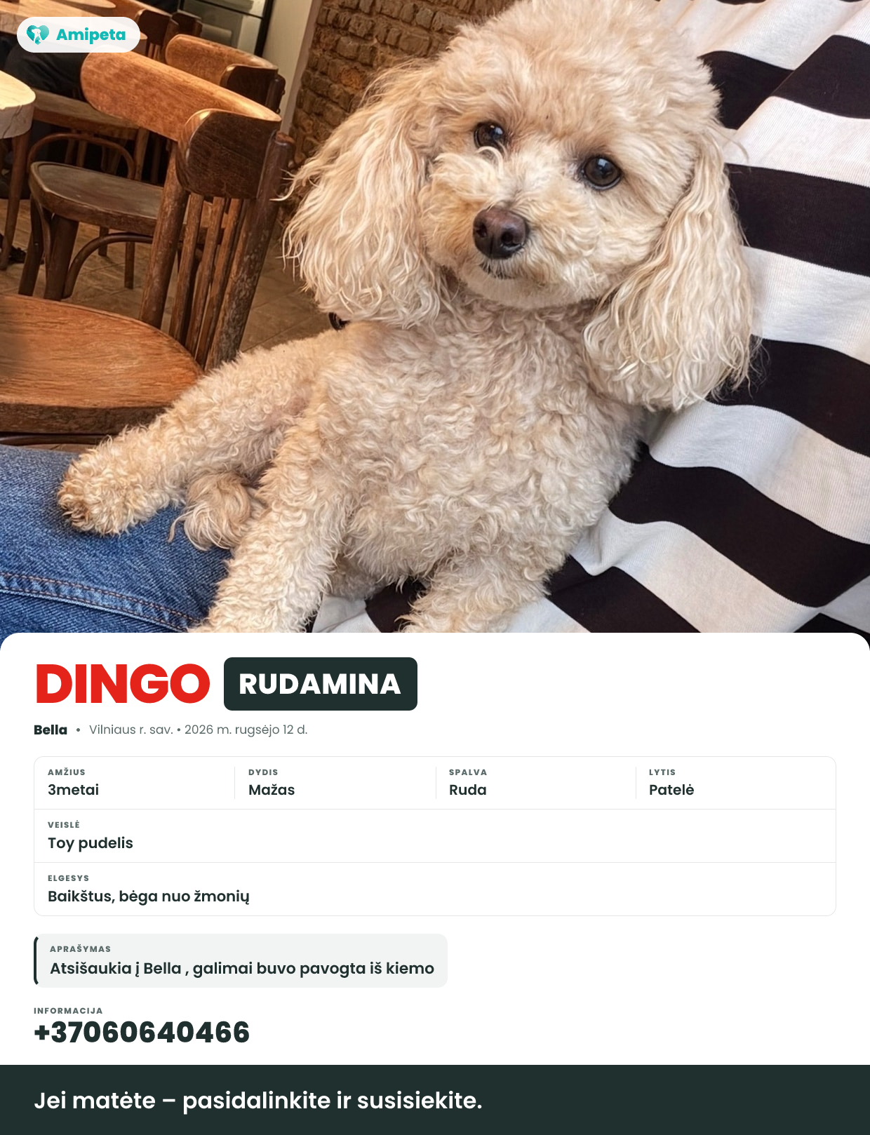 Dingęs augintinis: Bella  – Rudamina