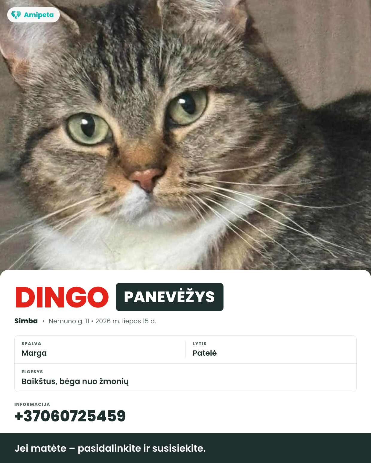 Dingęs augintinis: Simba – Panevėžys