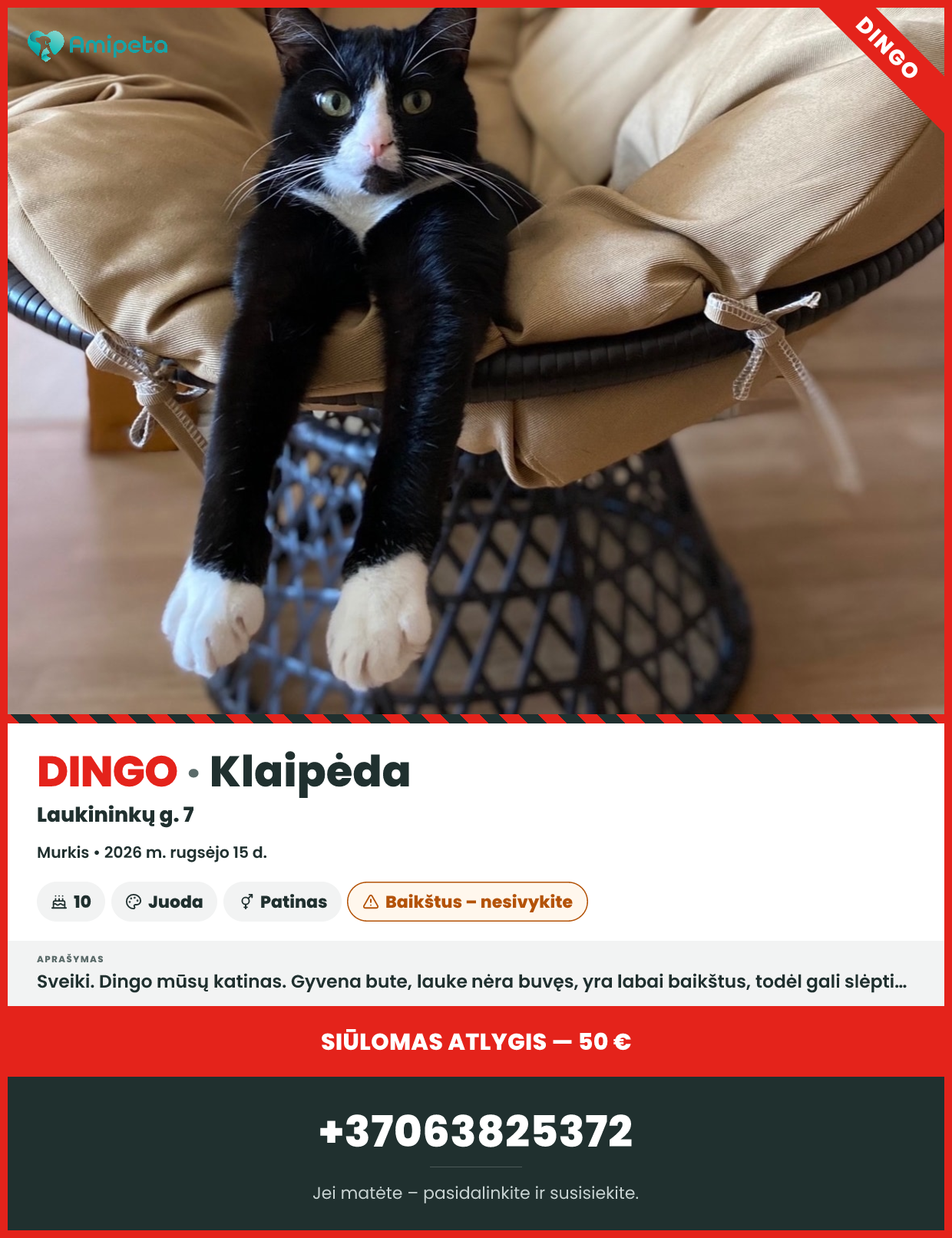 Dingęs augintinis: Murkis – Klaipėda