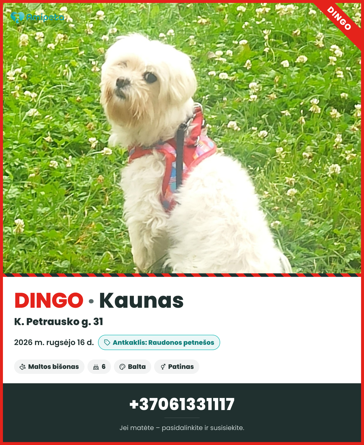 Dingęs augintinis – Kaunas