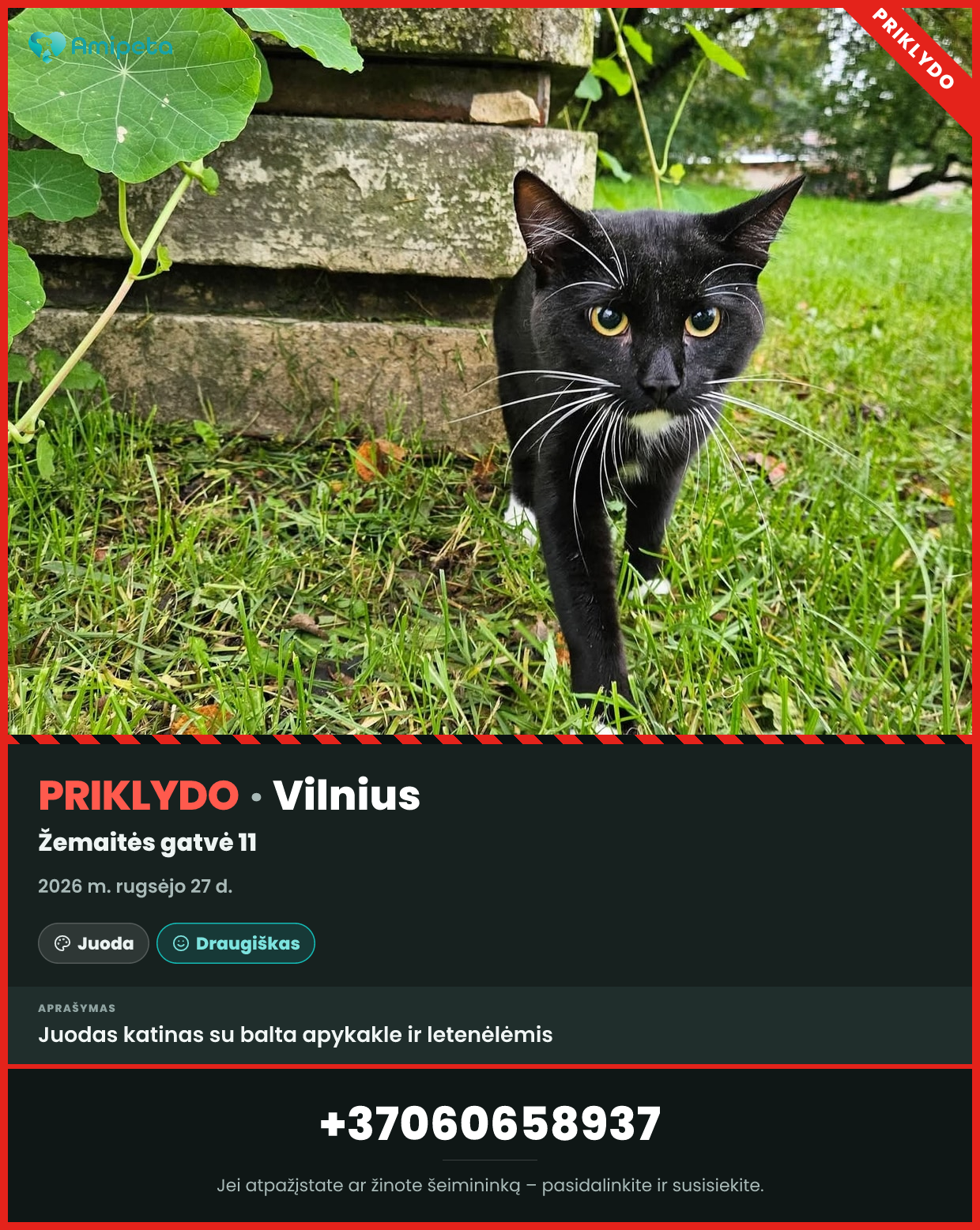 Priklydęs augintinis – Vilnius