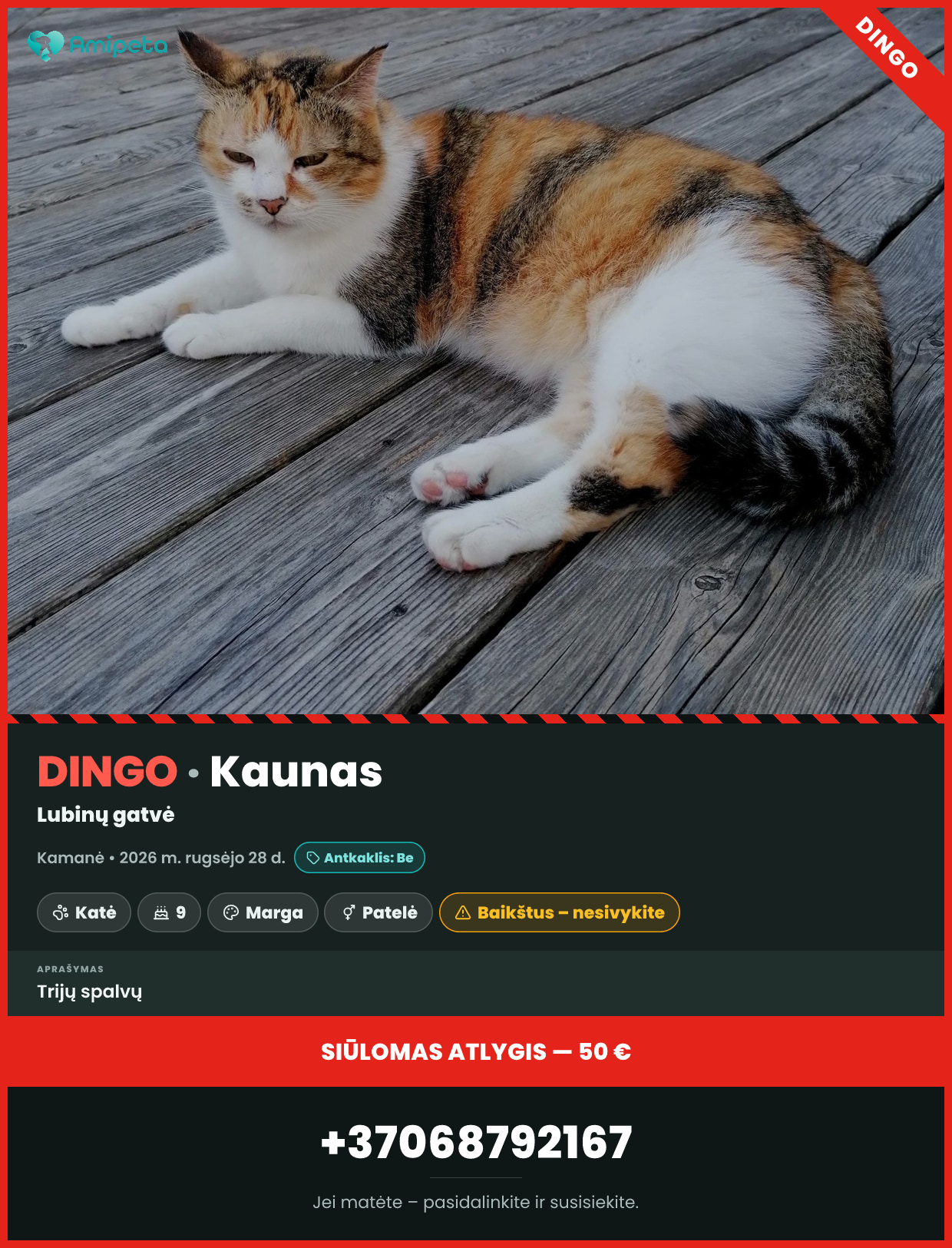 Dingęs augintinis: Kamanė – Kaunas