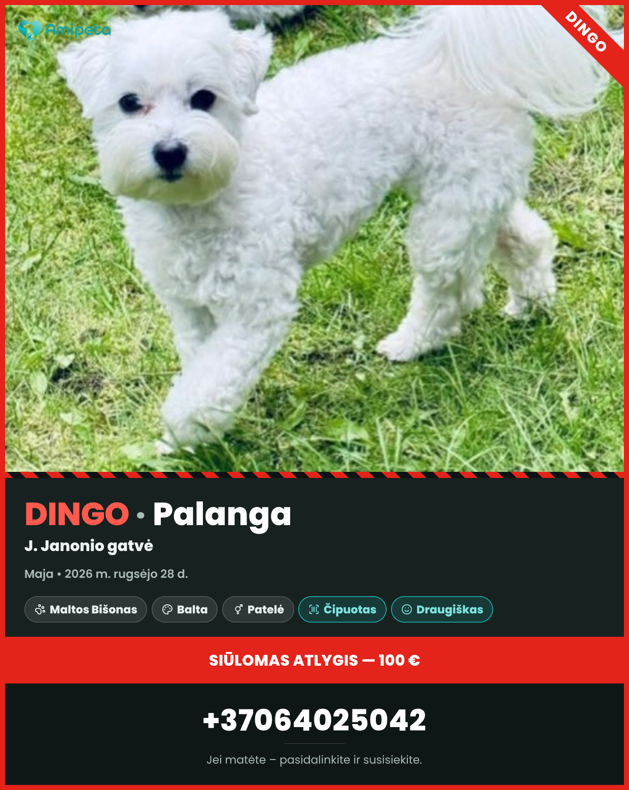 Dingęs augintinis: Maja – Palanga