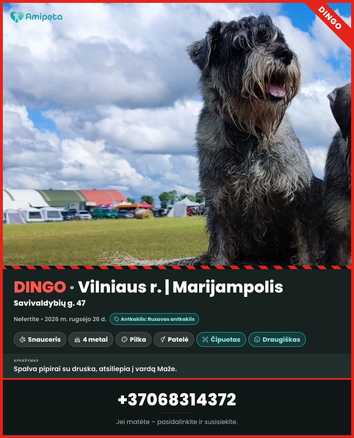 Dingęs augintinis: Nefertite  – Vilniaus r. | Marijampolis