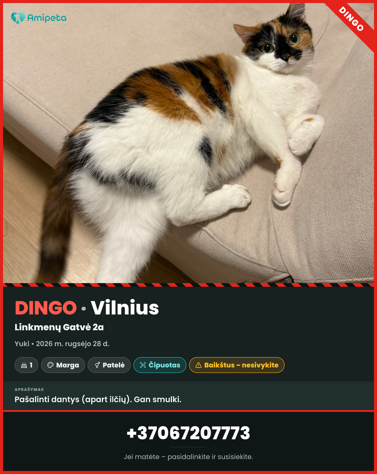 Dingęs augintinis: Yuki – Vilnius