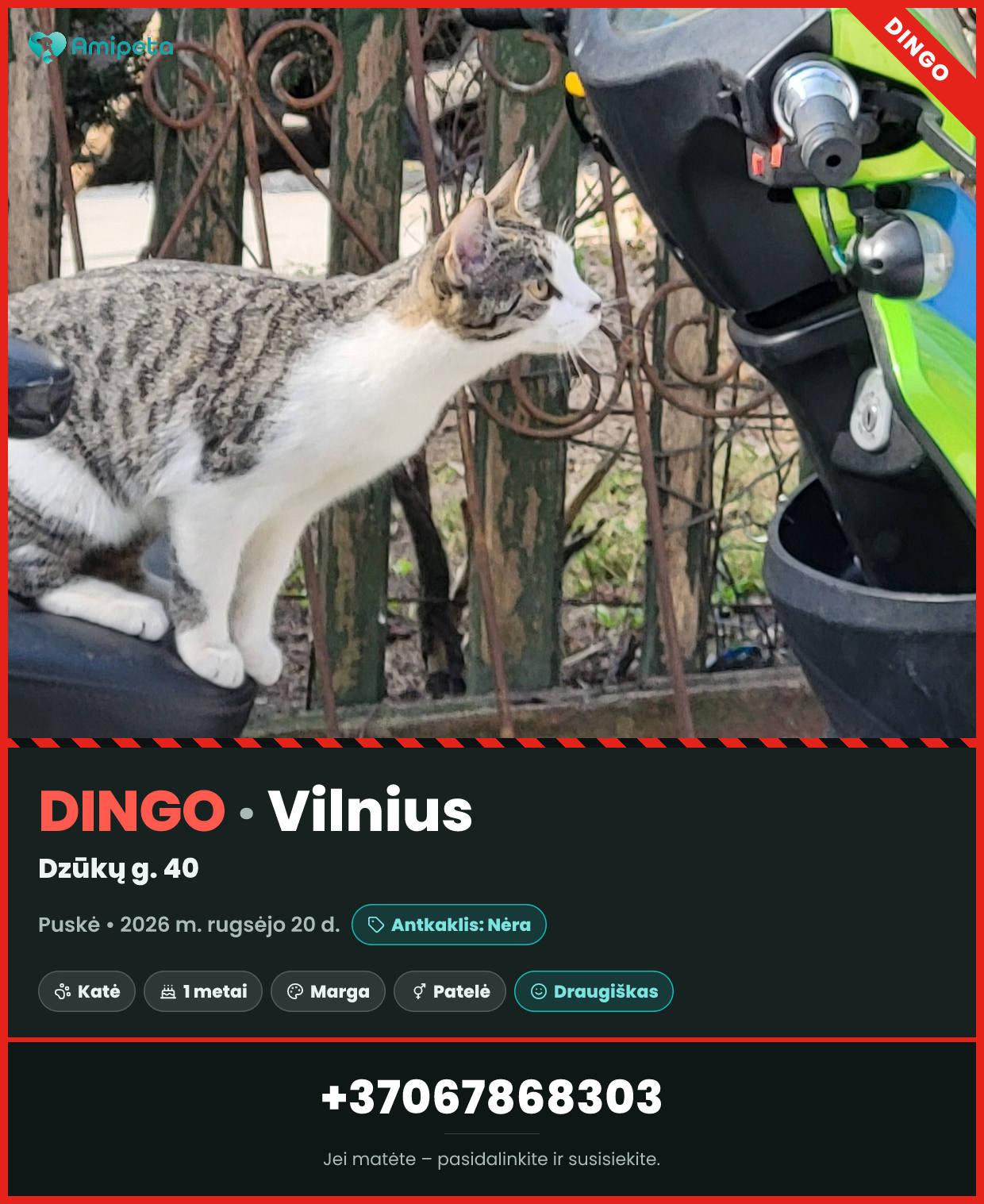 Dingęs augintinis: Puskė – Vilnius