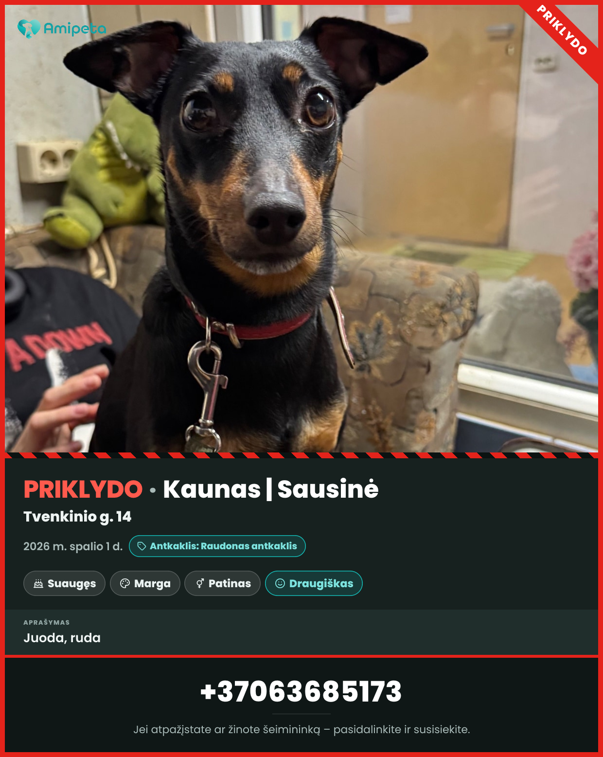 Priklydęs augintinis – Kaunas | Sausinė
