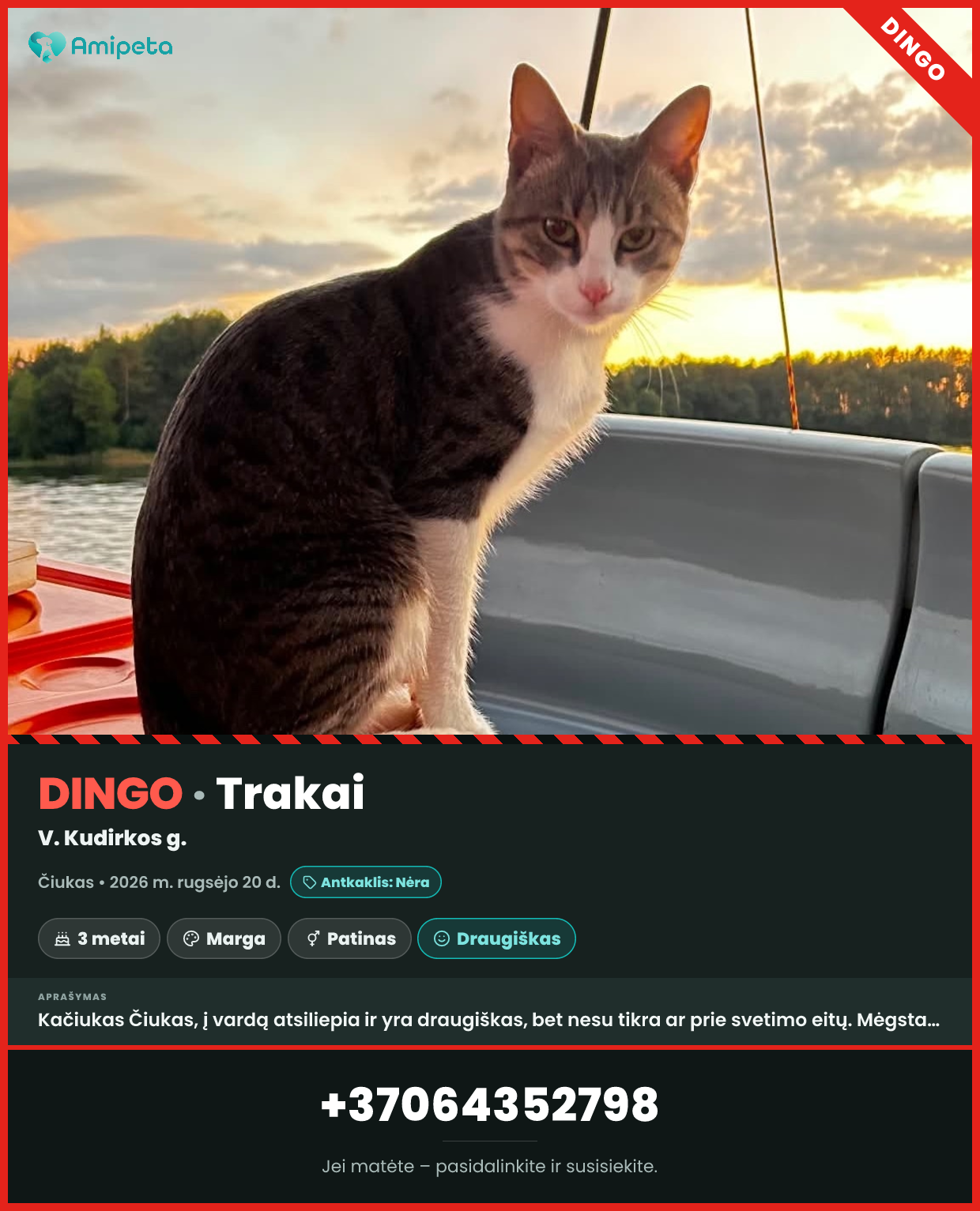 Dingęs katinas „Čiukas“ – Trakai