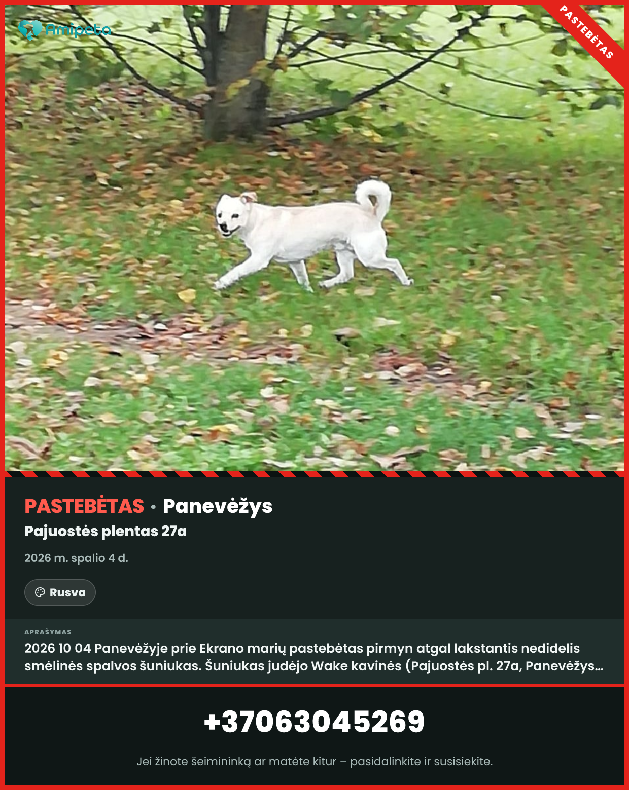 Pastebėtas šuo – Panevėžys