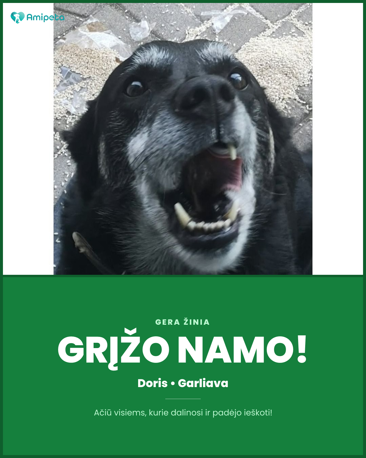 Dingęs šuo „Doris“ – Garliava