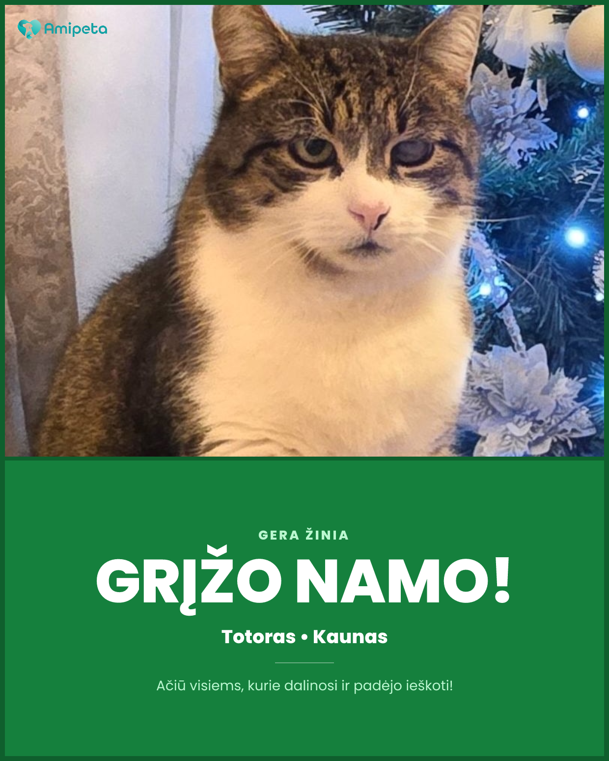 Dingęs katinas „Totoras“ – Kaunas