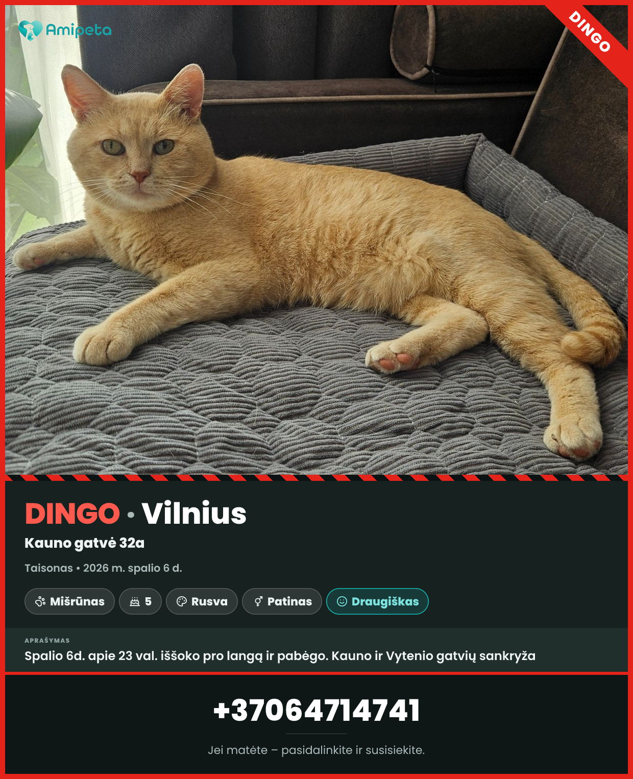 Dingęs katinas „Taisonas“ – Vilnius
