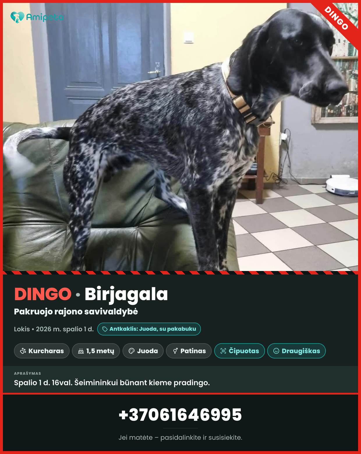 Dingęs šuo „Lokis“ – Birjagala