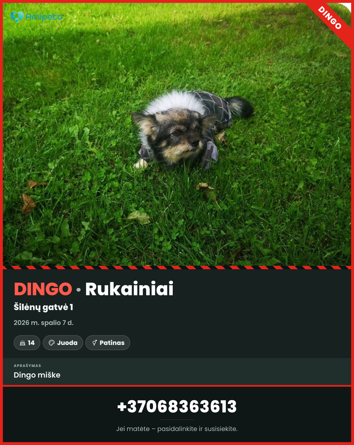 Dingęs šuo – Rukainiai