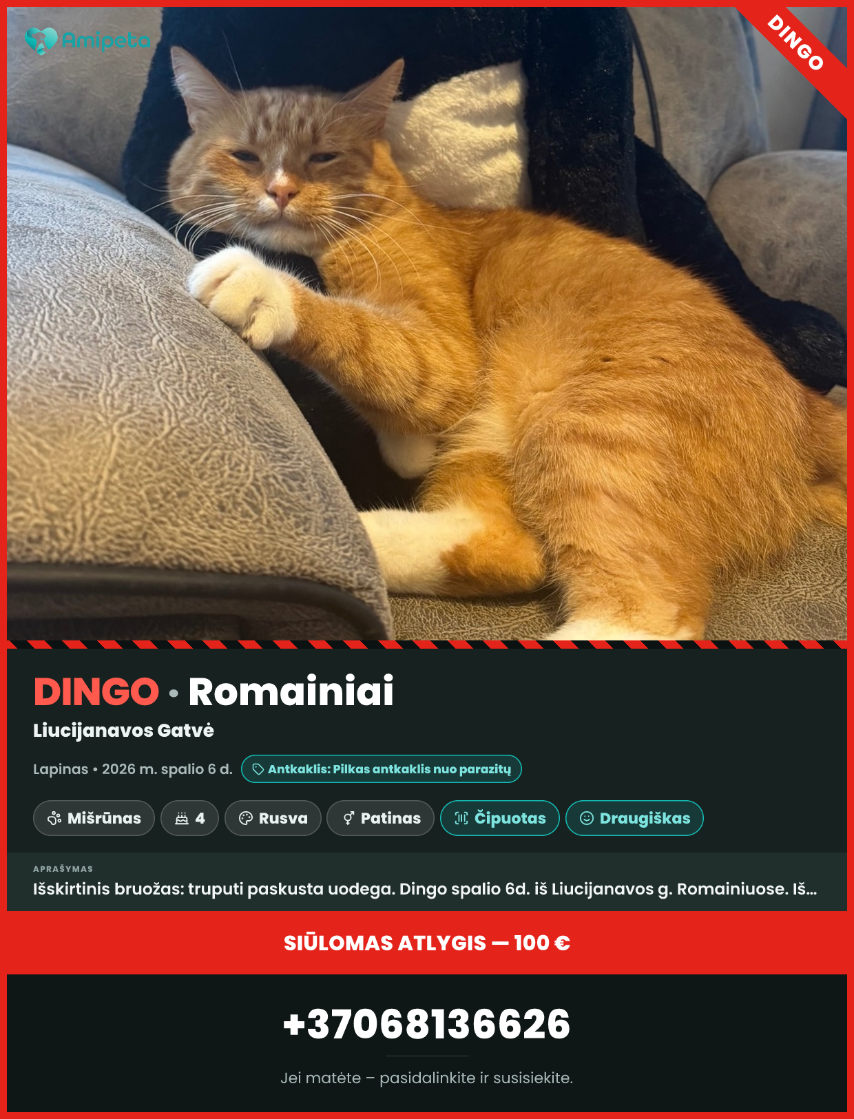Dingęs katinas „Lapinas“ – Romainiai