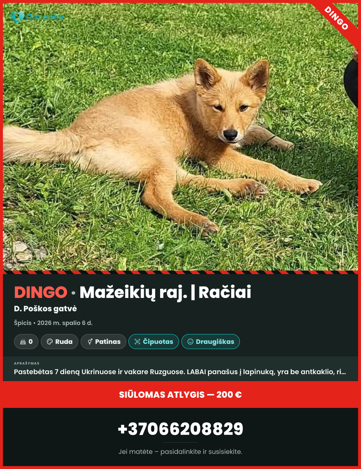 Dingęs šuo „Špicis“ – Mažeikių raj., Račiai