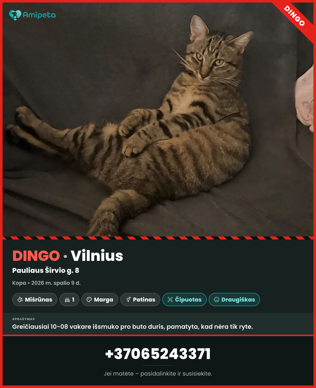 Dingęs katinas „Kopa“ – Vilnius
