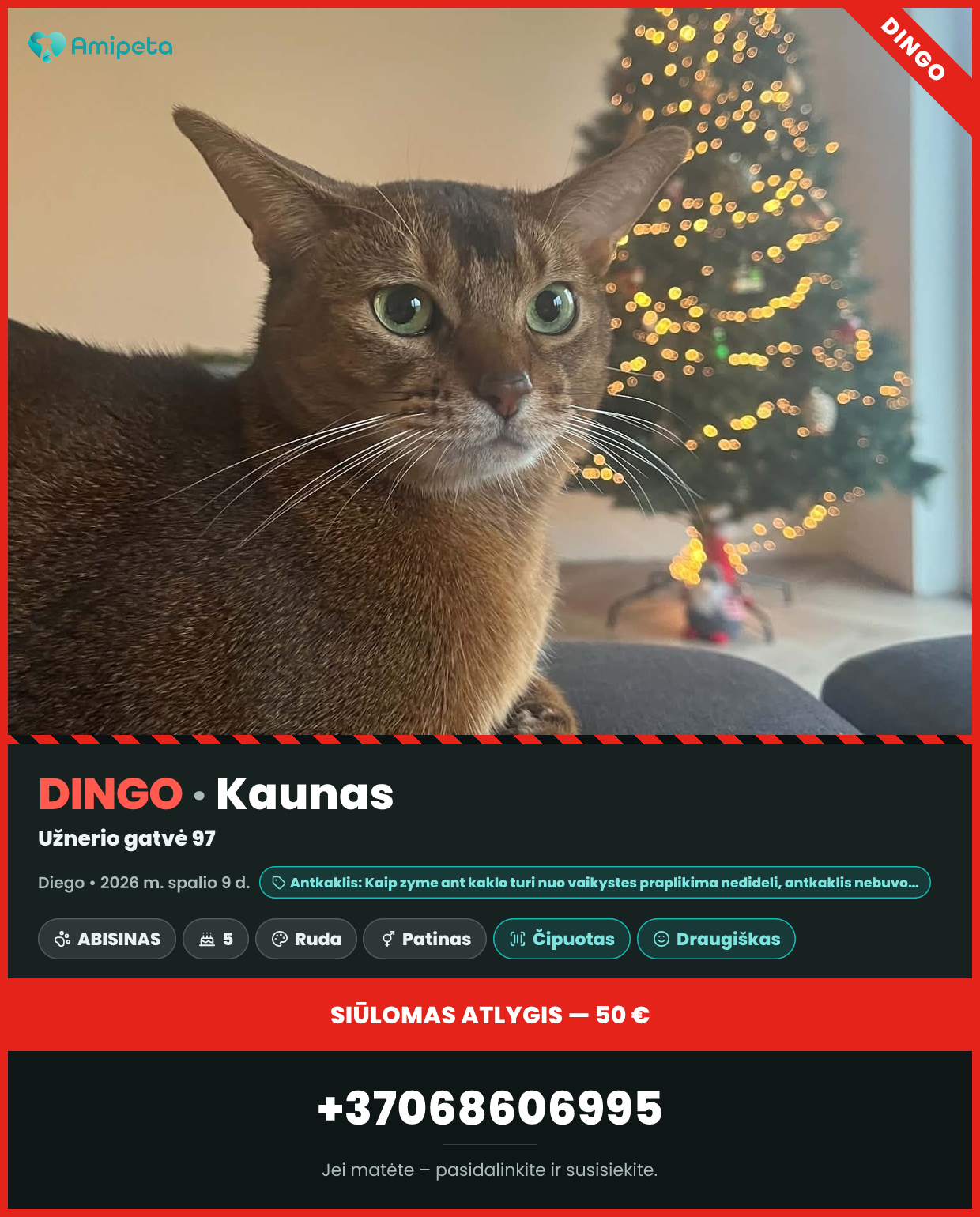 Dingęs katinas „Diego“ – Kaunas