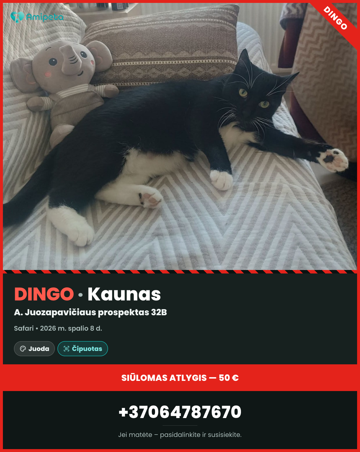 Dingusi katė „Safari“ – Kaunas