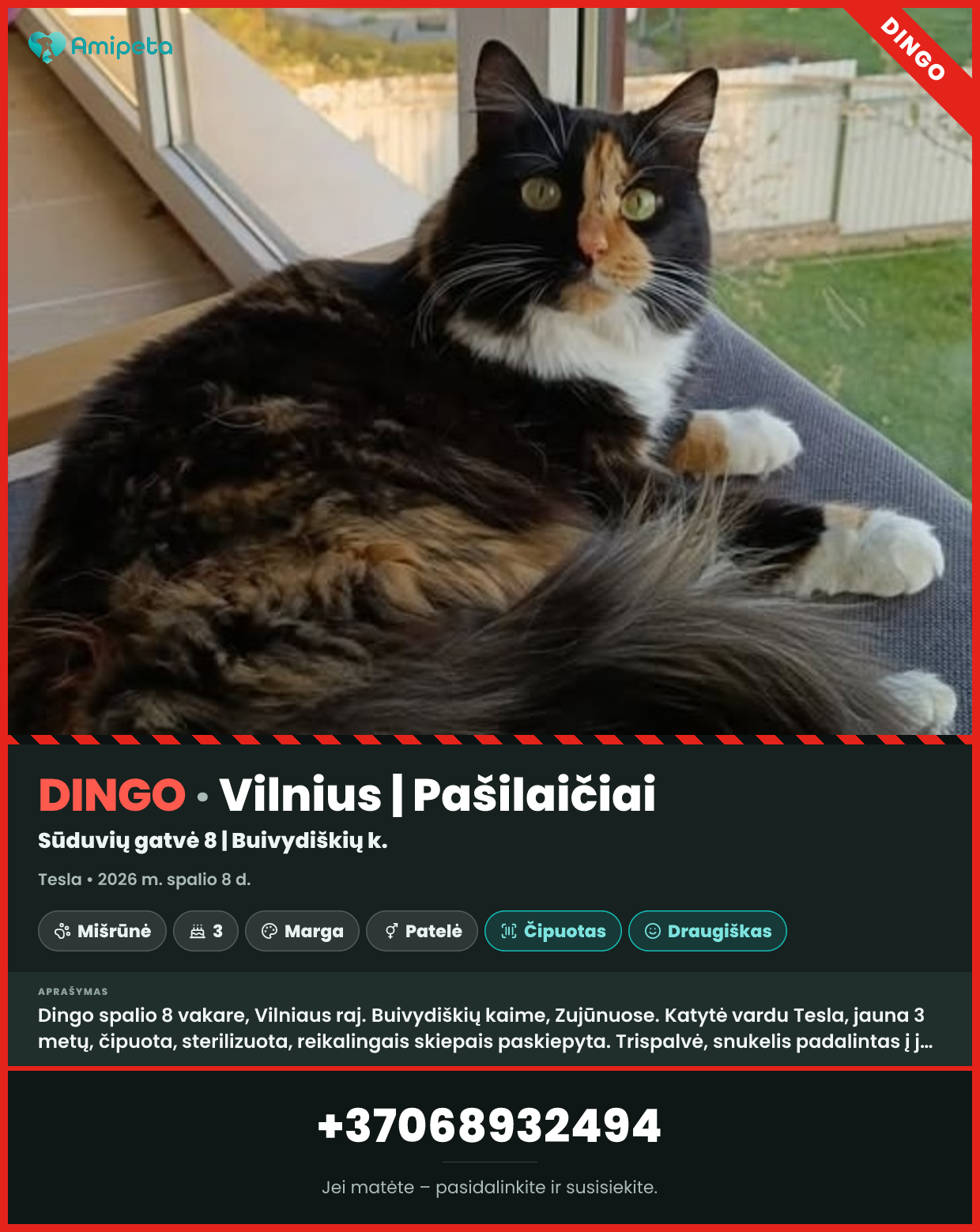 Dingusi katė „Tesla“ – Vilnius, Pašilaičiai