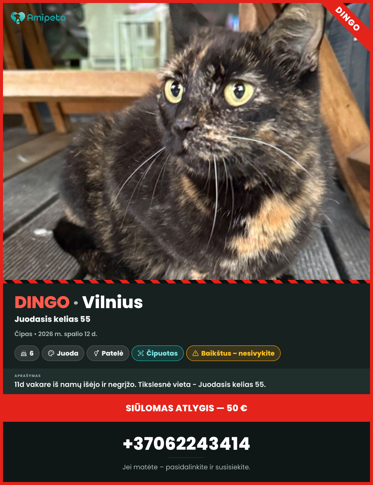 Dingusi katė „Čipas“ – Vilnius