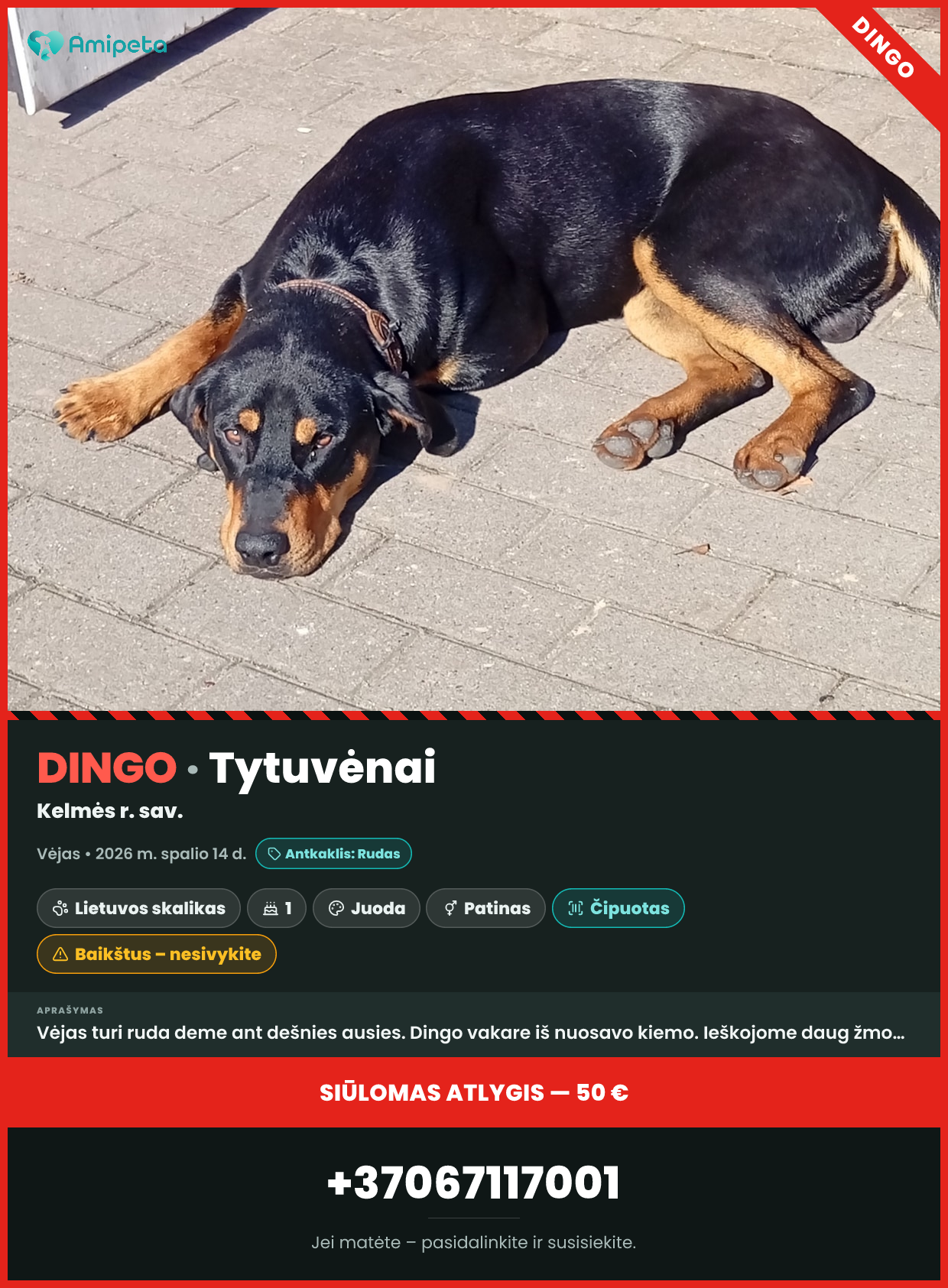 Dingęs šuo „Vėjas“ – Tytuvėnai