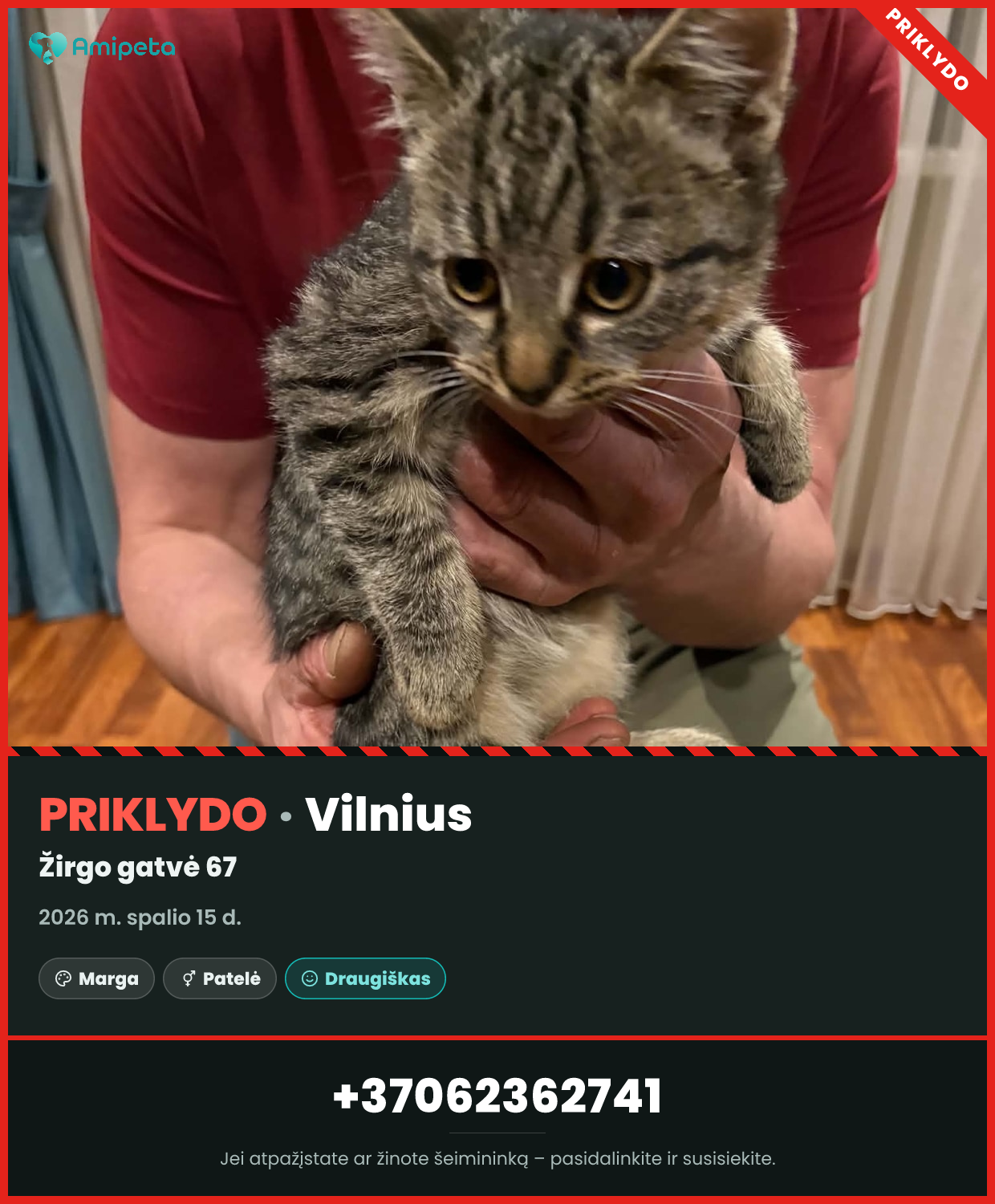 Priklydusi katė – Vilnius