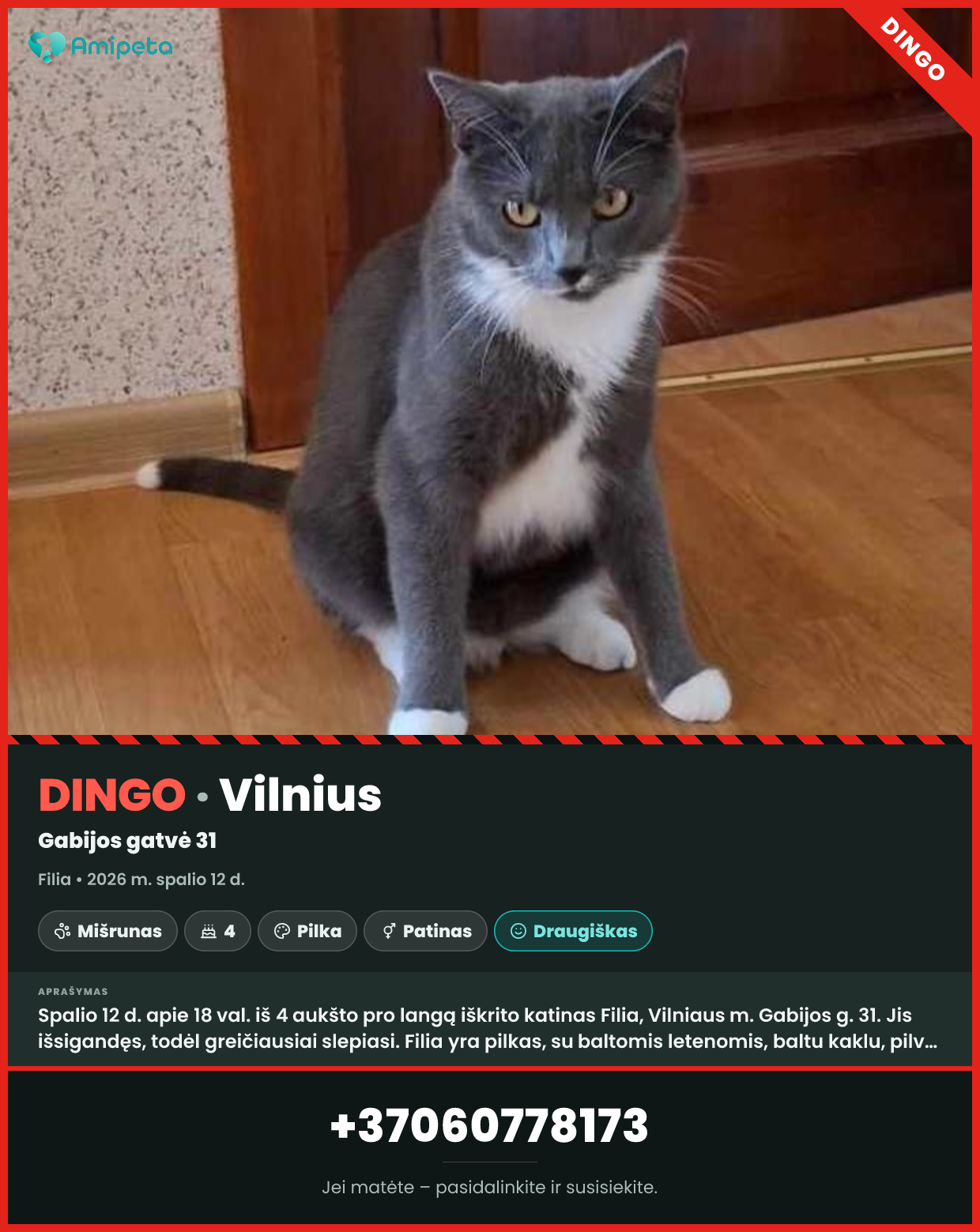 Dingęs katinas „Filia“ – Vilnius