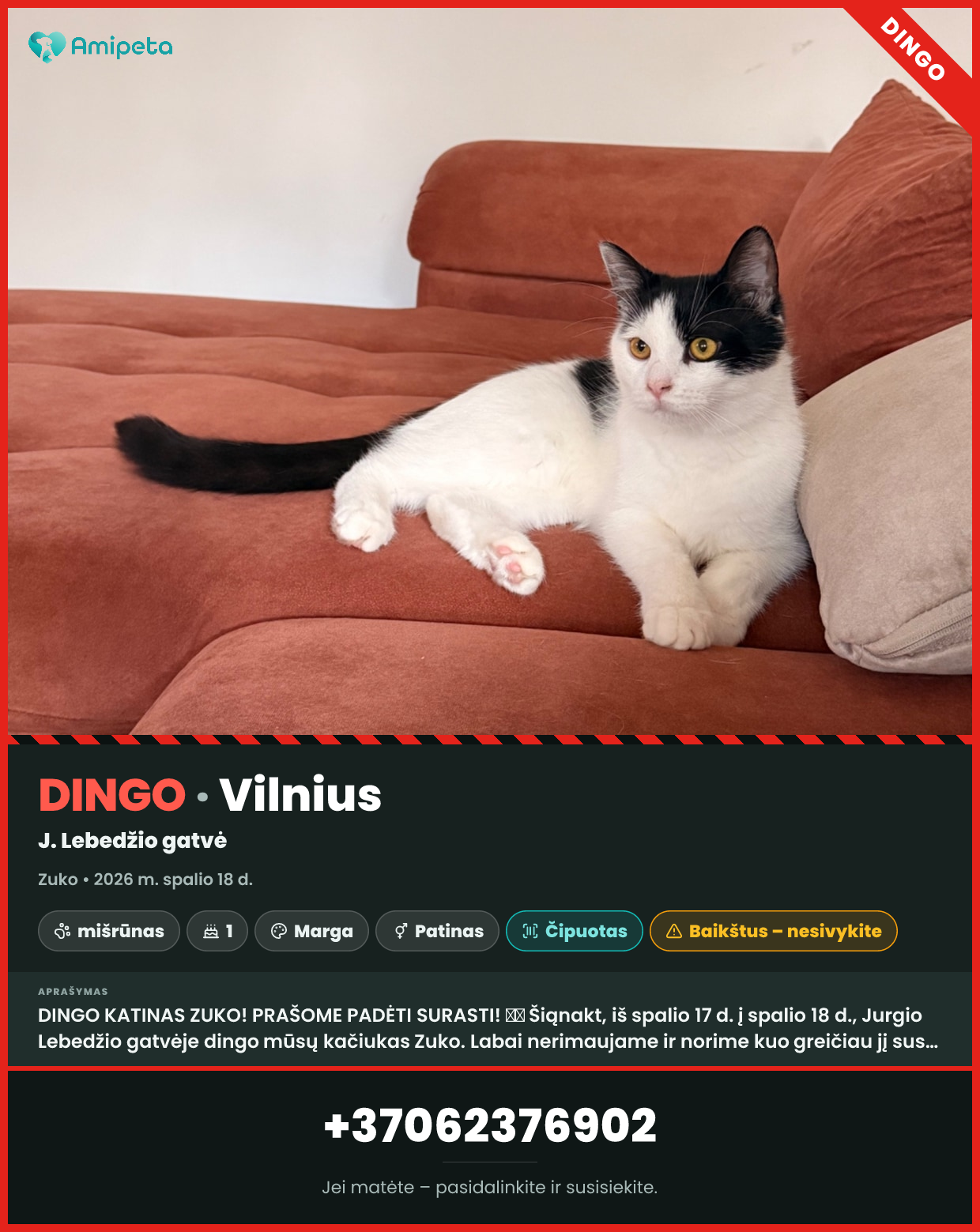 Dingęs katinas „Zuko“ – Vilnius