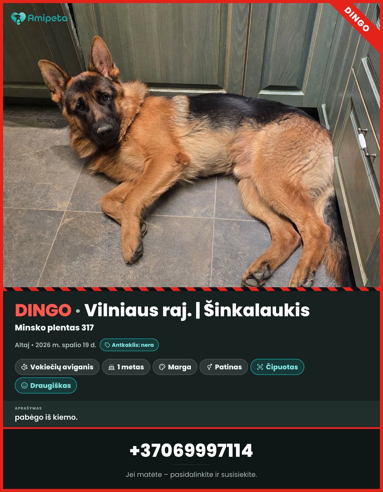 Dingęs šuo „Altaj“ – Vilniaus raj., Šinkalaukis