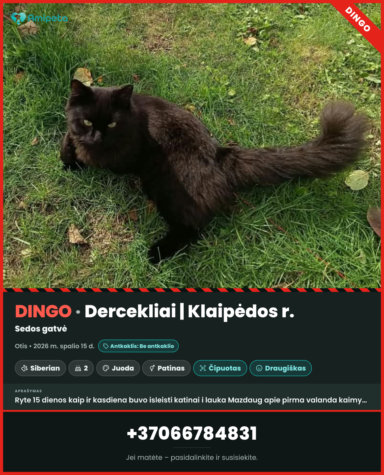 Dingęs katinas „Otis“ – Dercekliai, Klaipėdos r.
