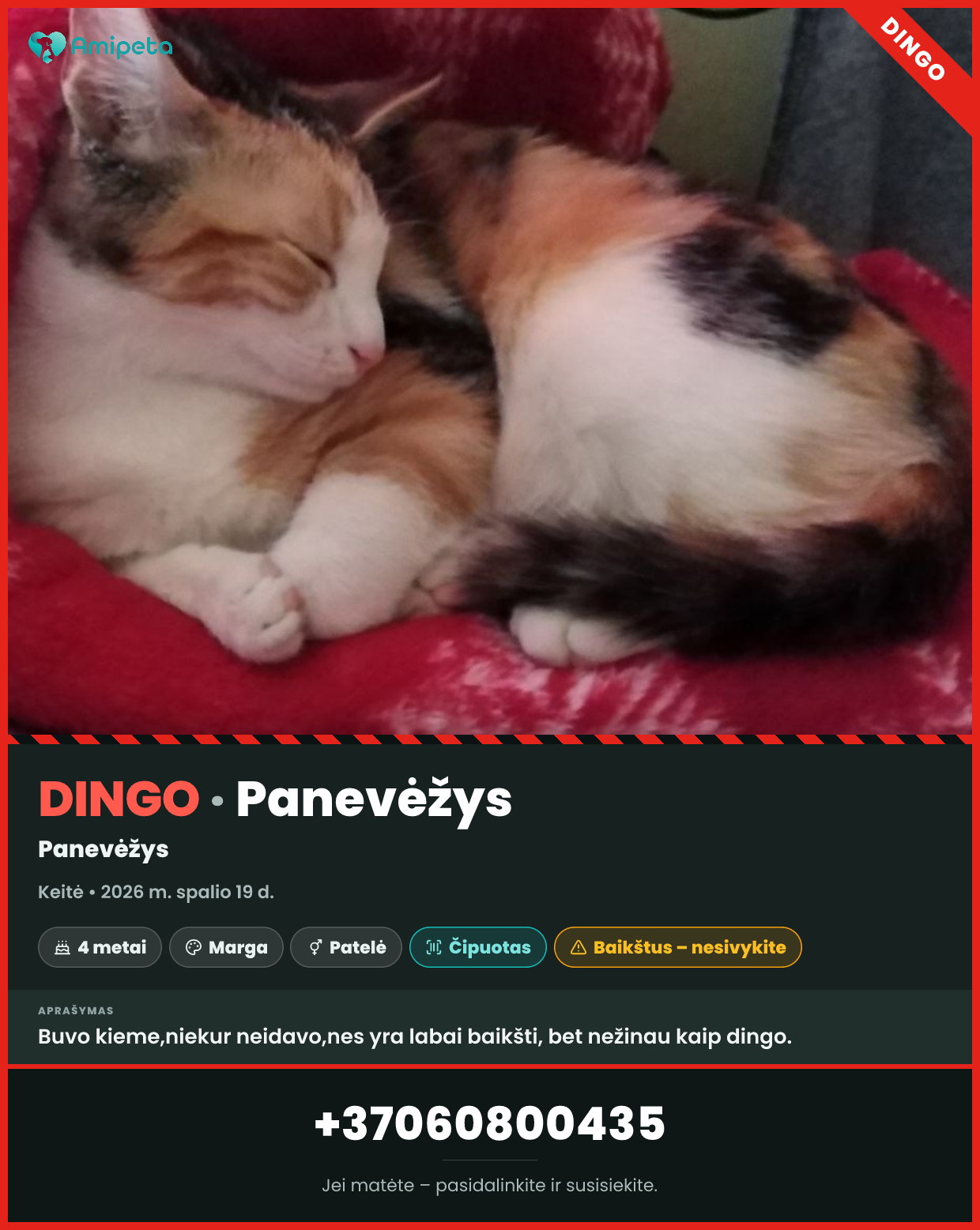 Dingusi katė „Keitė“ – Panevėžys