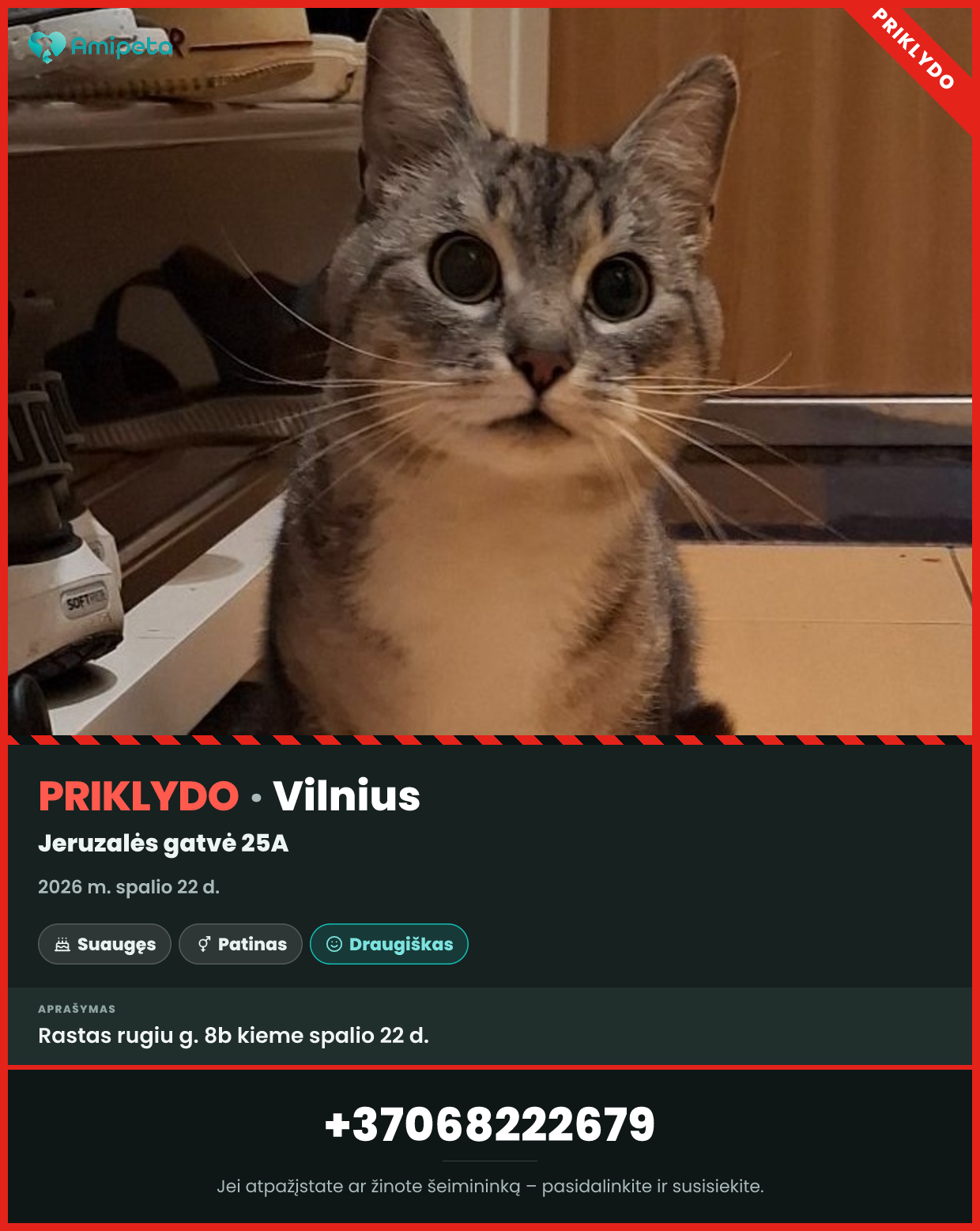Priklydęs katinas – Vilnius