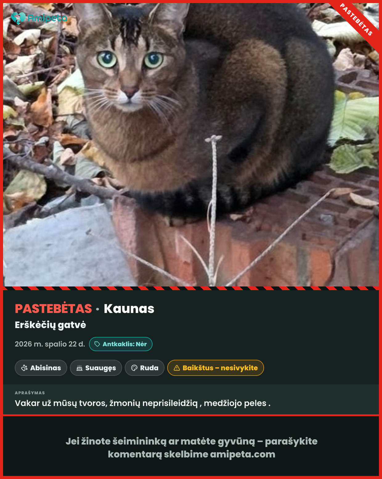 Pastebėta katė – Kaunas