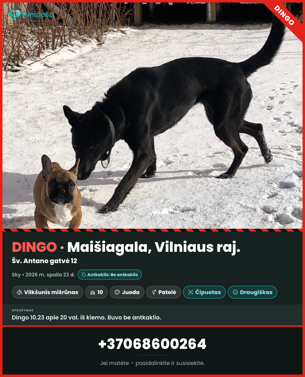 Dingęs šuo „Sky“ – Maišiagala, Vilniaus raj.
