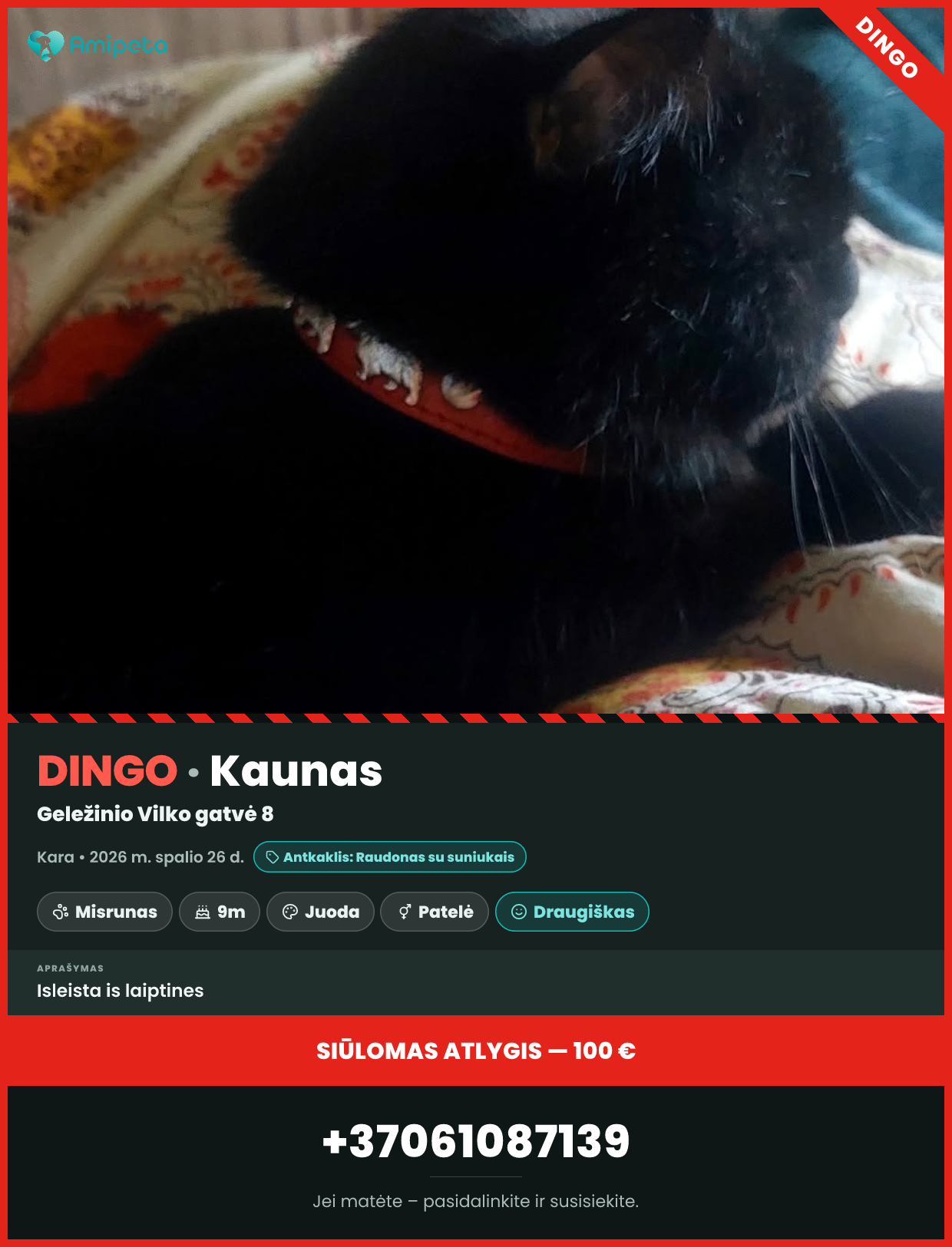 Dingusi katė „Kara“ – Kaunas