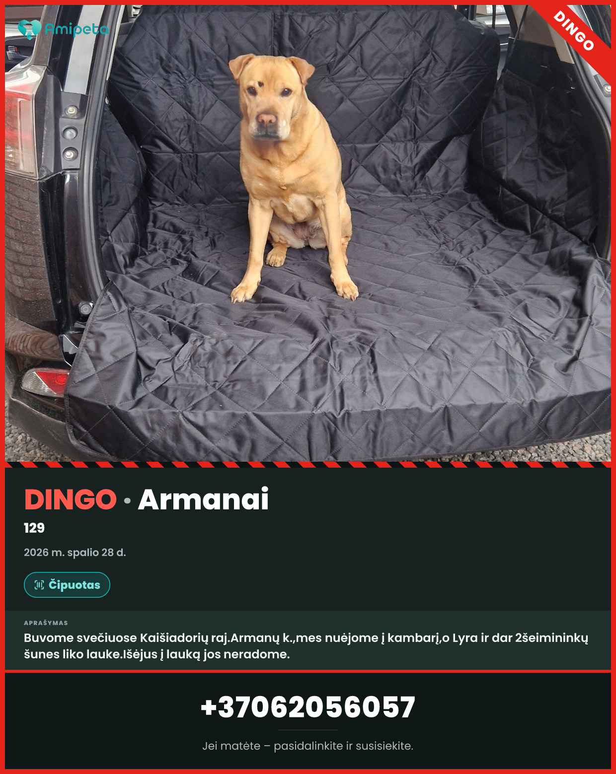 Dingęs šuo – Armanai
