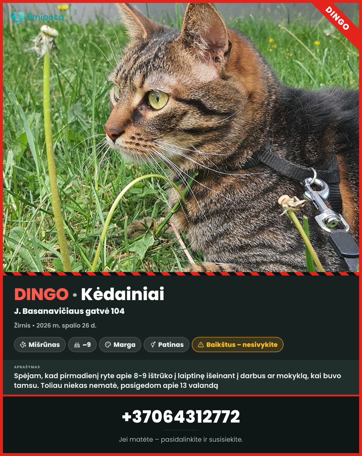 Dingęs katinas „Žirnis“ – Kėdainiai