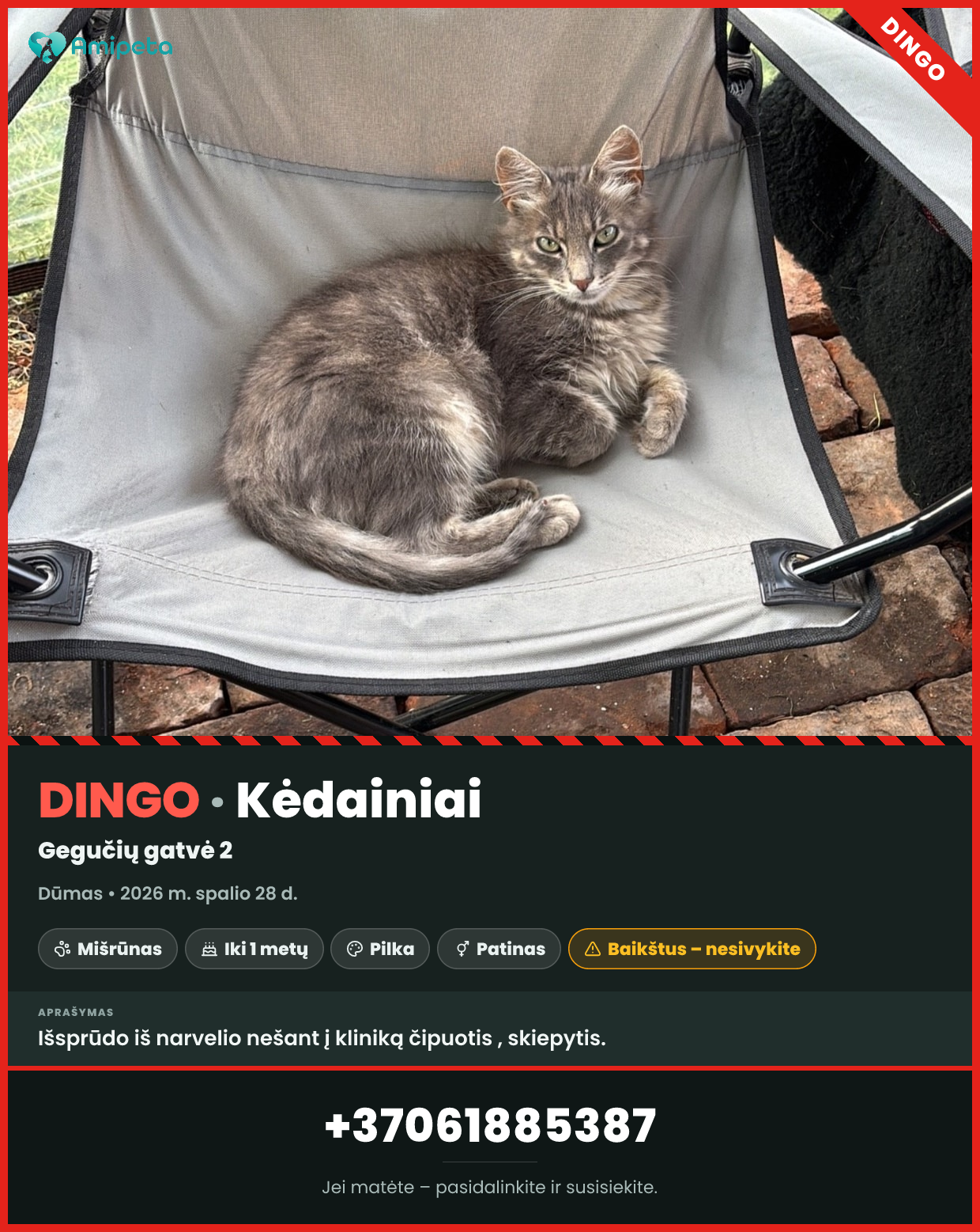 Dingęs katinas „Dūmas“ – Kėdainiai