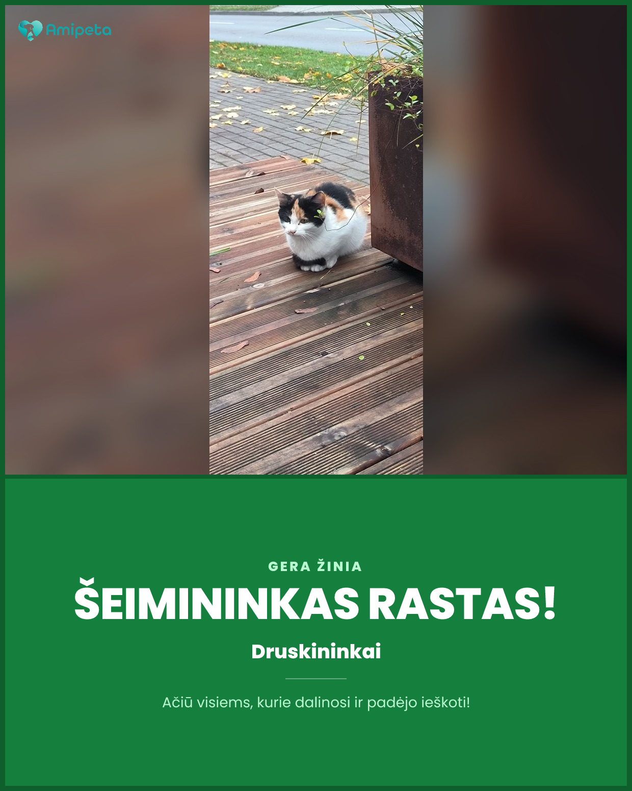 Pastebėta katė – Druskininkai