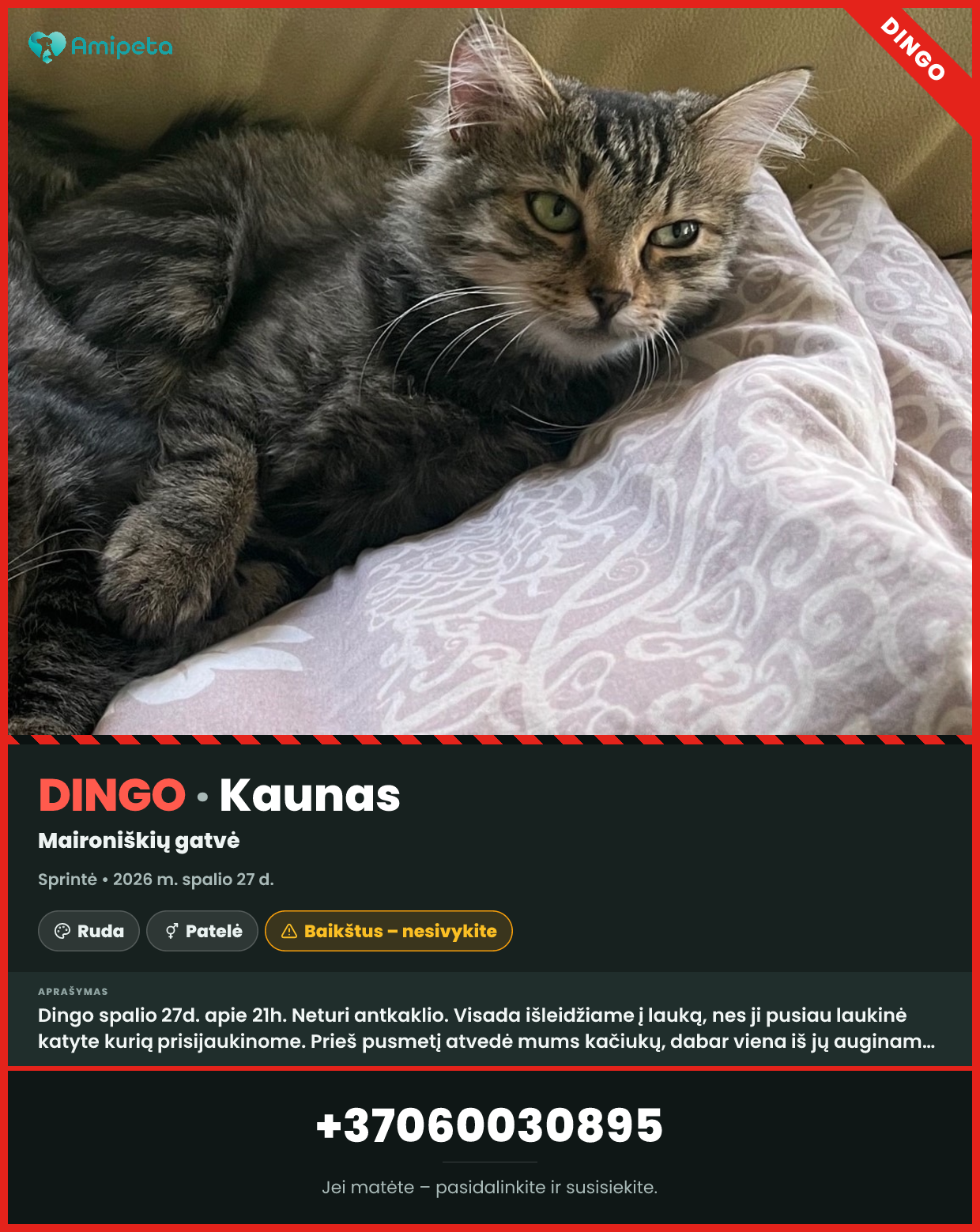 Dingusi katė „Sprintė“ – Kaunas