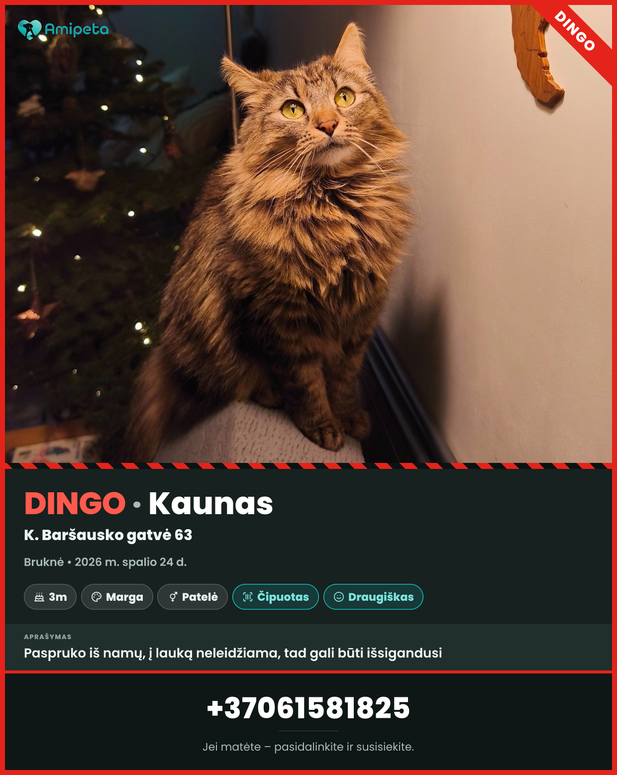 Dingusi katė „Bruknė“ – Kaunas