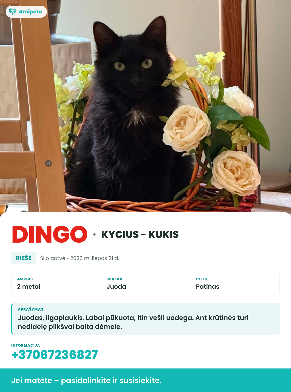 Dingęs augintinis: KYCIUS - KUKIS – Riešė
