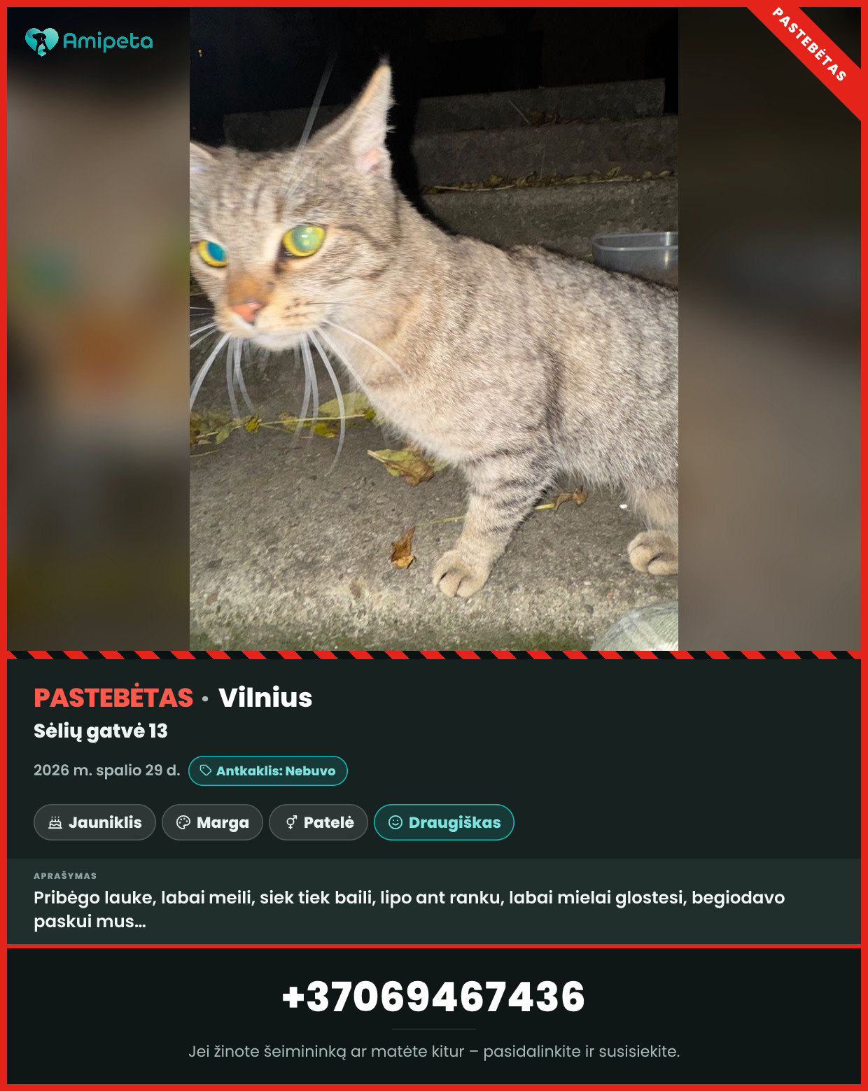 Pastebėta katė – Vilnius