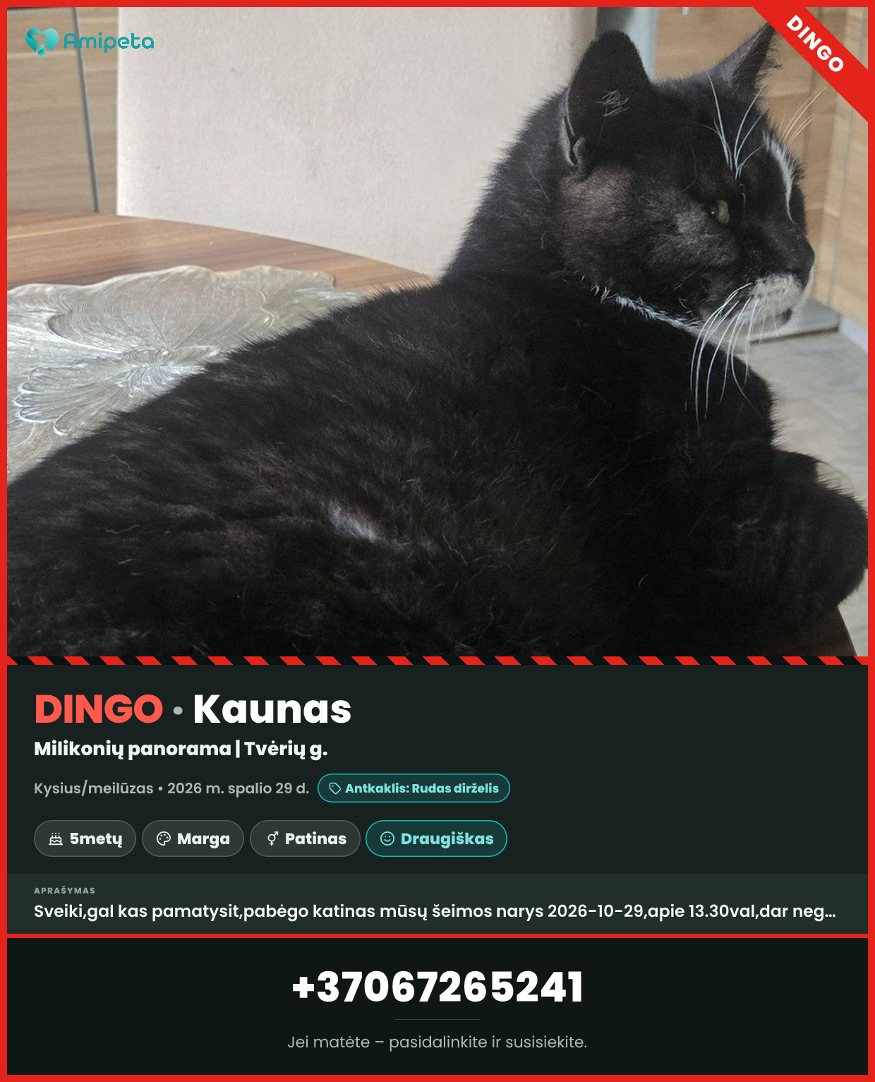 Dingęs katinas „Kysius/meilūzas“ – Kaunas