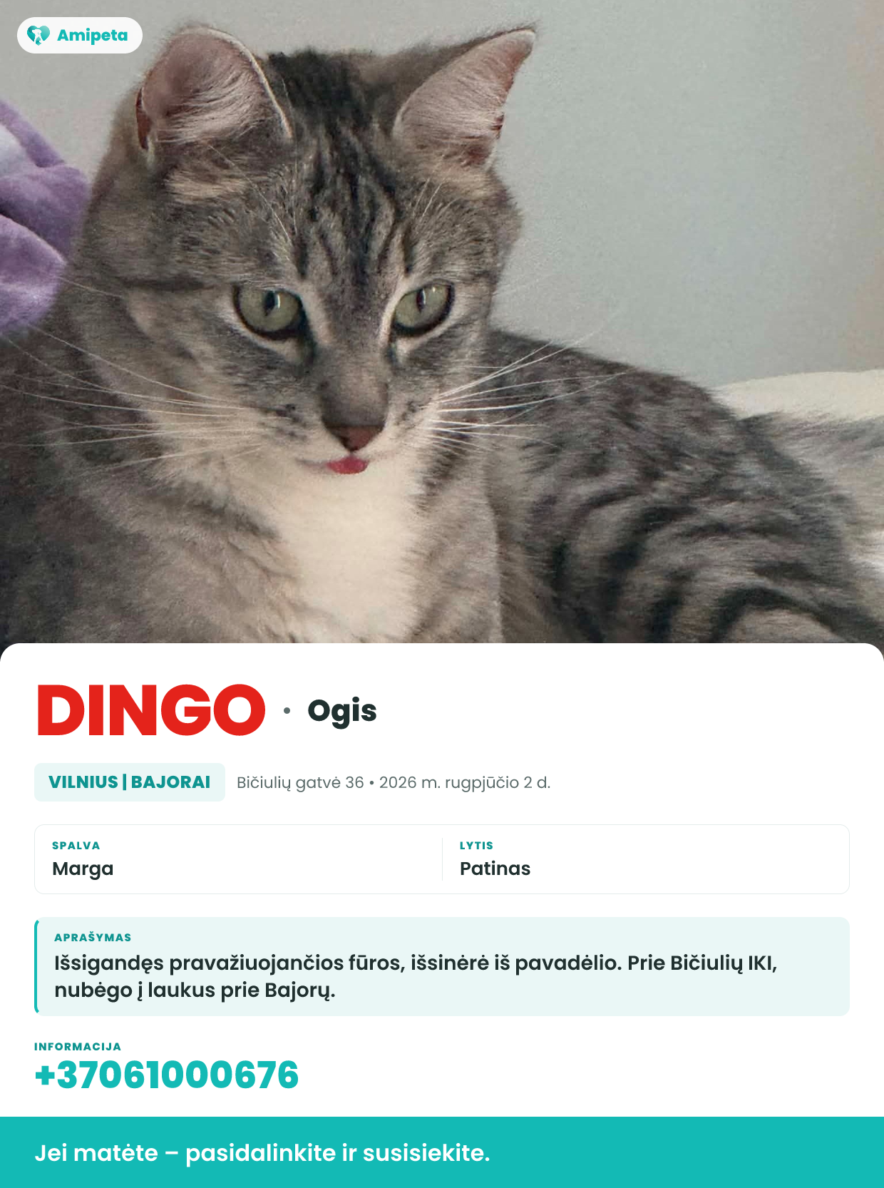 Dingęs augintinis: Ogis – Vilnius | Bajorai