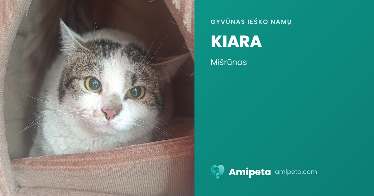 KIARA ieško namų | Amipeta